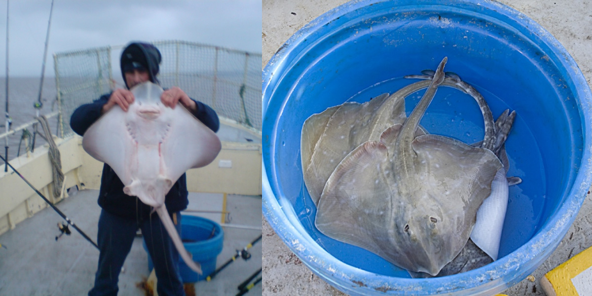 Tunnara Charters Ray Fishing