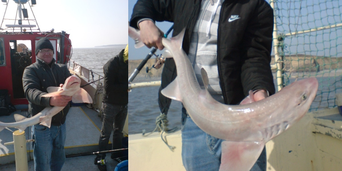 Tunnara Charters Smoothhound Fishing